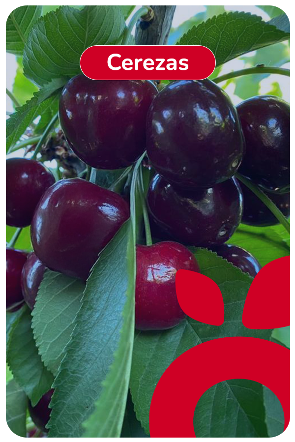 cerezas 1
