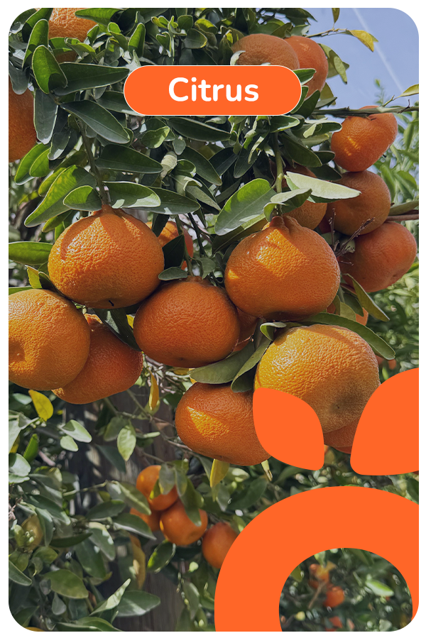 ingles citrus